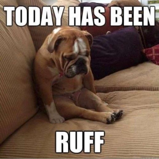 Today-Has-Been-Ruff-Funny-Animal-Dog-Meme-Picture.jpg
