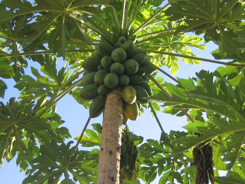 carica-papaya.jpg