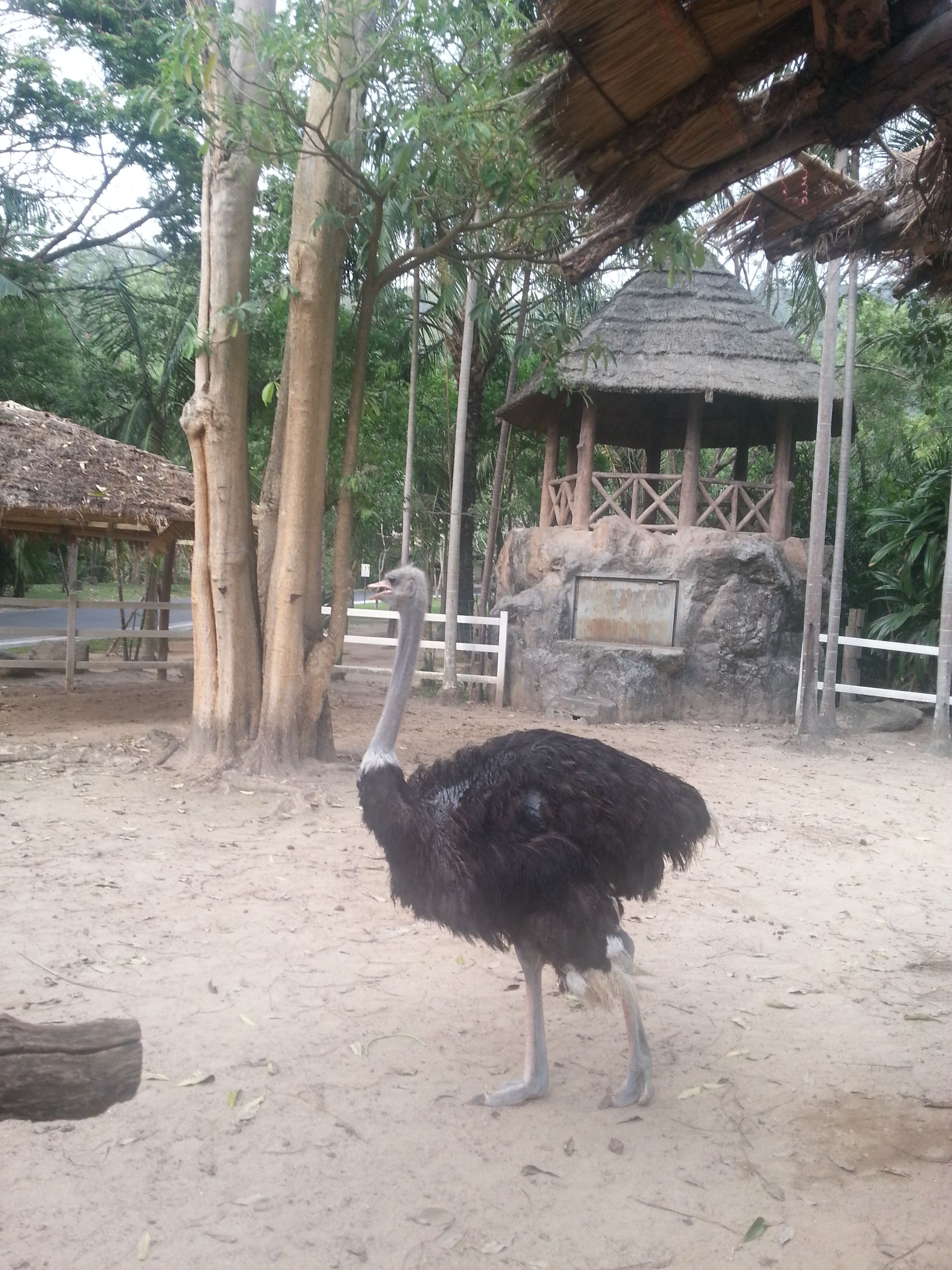 Khao Kheow Open Zoo25.jpg