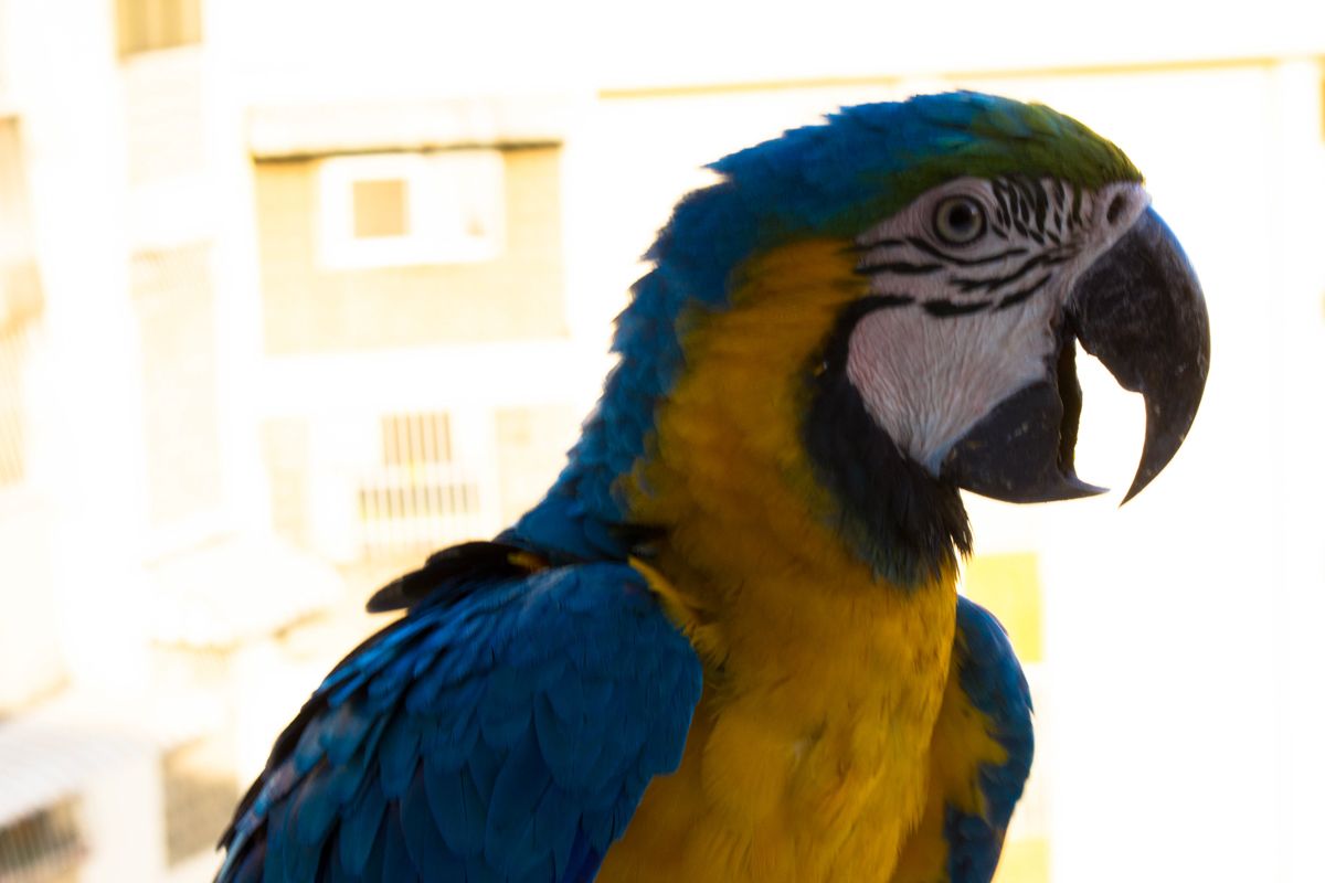 Macaw2