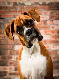Boxer.jpg