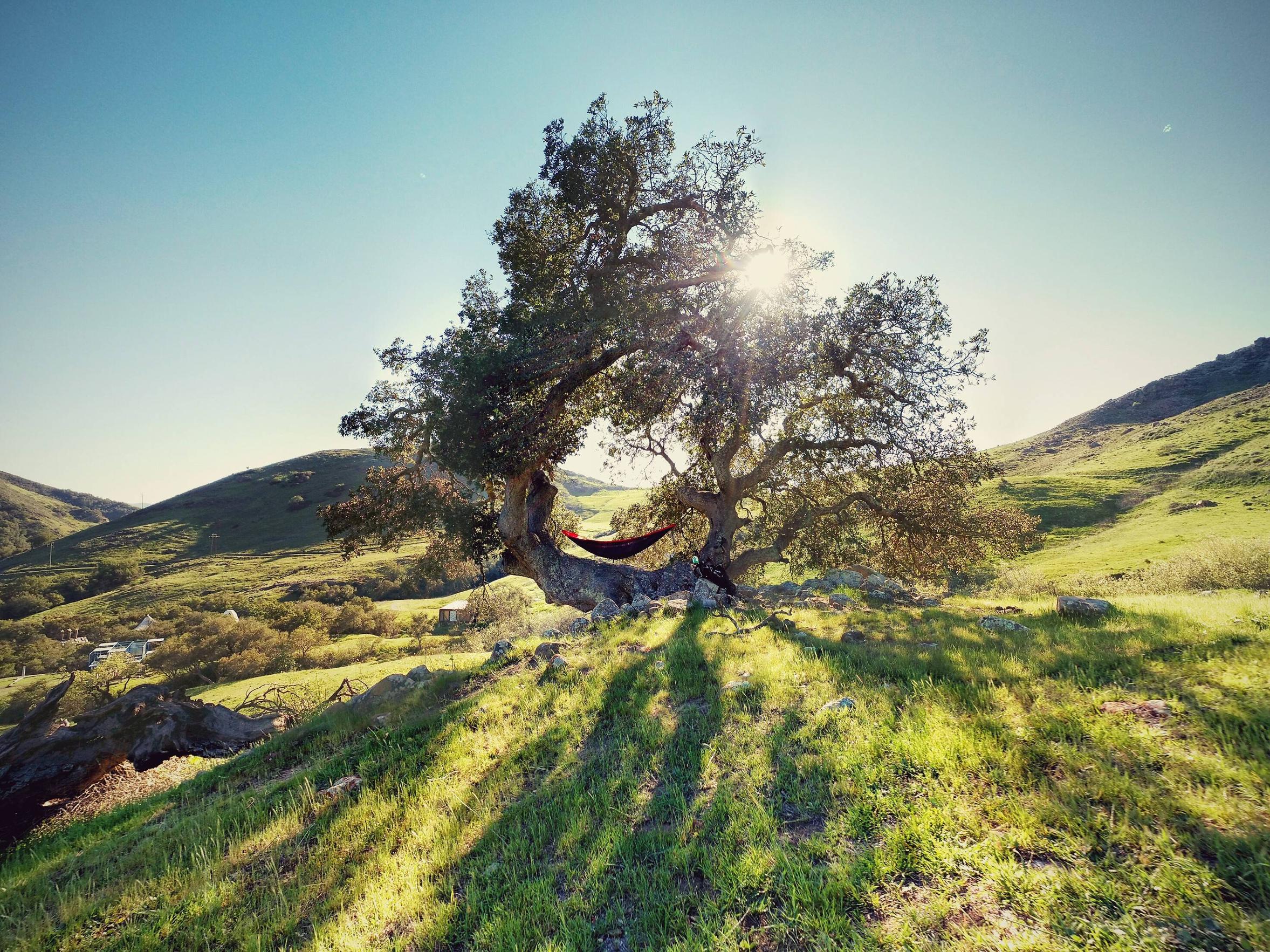 My dad have great photography skills...a wonderful tree.jpg