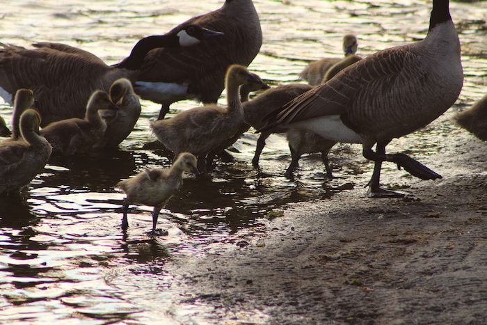 Goose School.jpeg