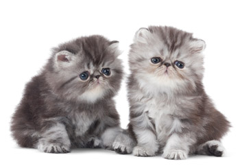 persian-kittens.jpg