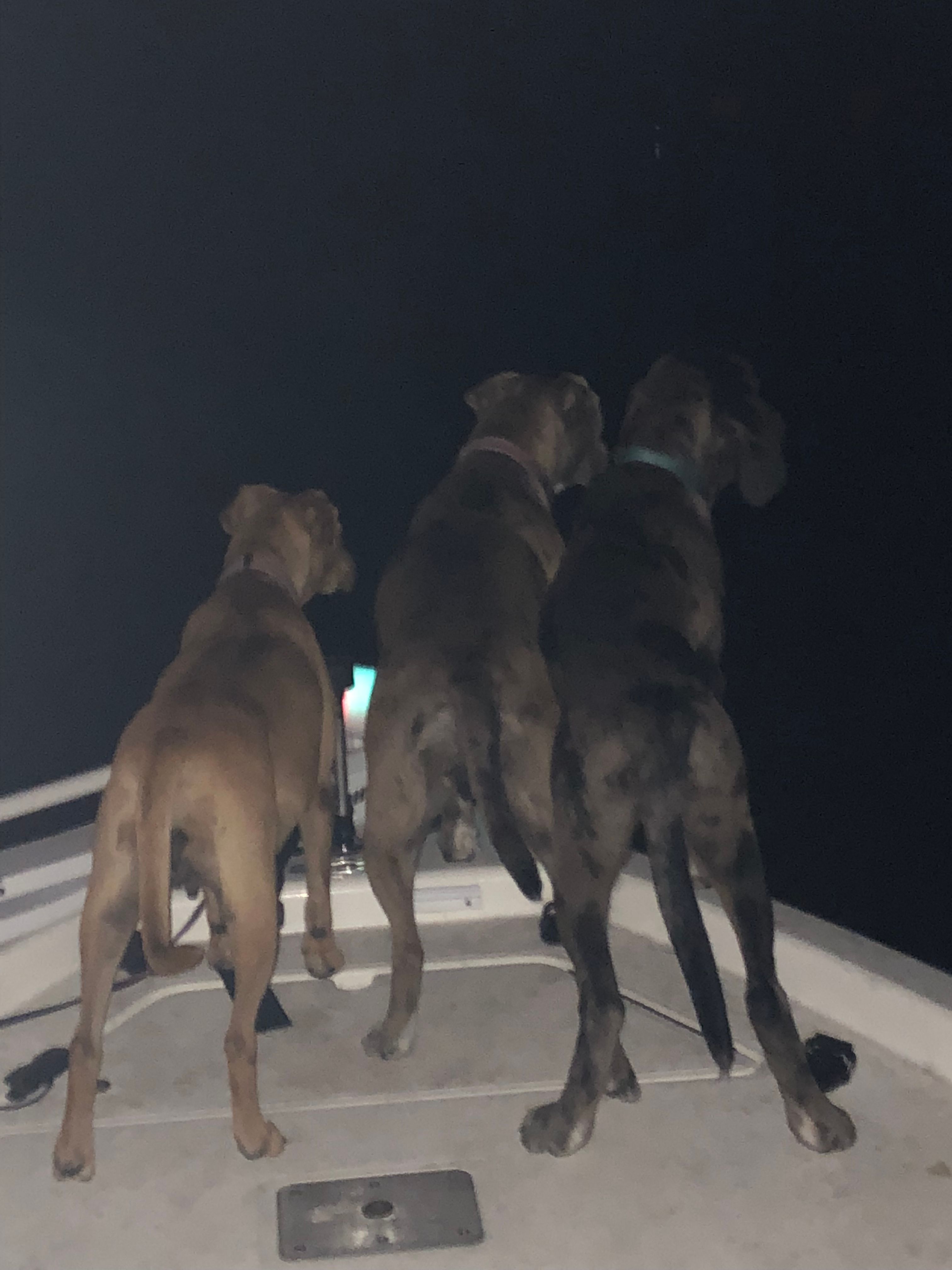 A Look At All 3 Of My Dogs Enjoying The Boat Ride Steemit