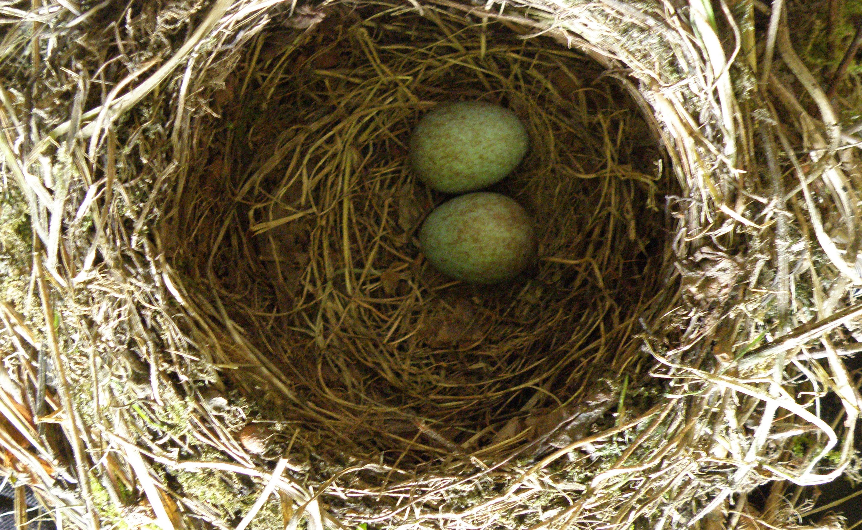 Blackbird 2 eggs (3) (2015_09_28 11_13_35 UTC).jpg