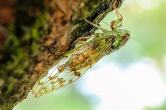 Cicada-Summer-Insect-Biological-Animal-Green-908128.jpg