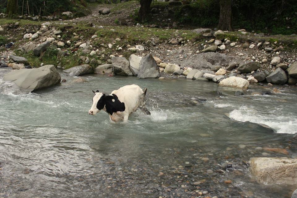 4 iranian cow.jpg