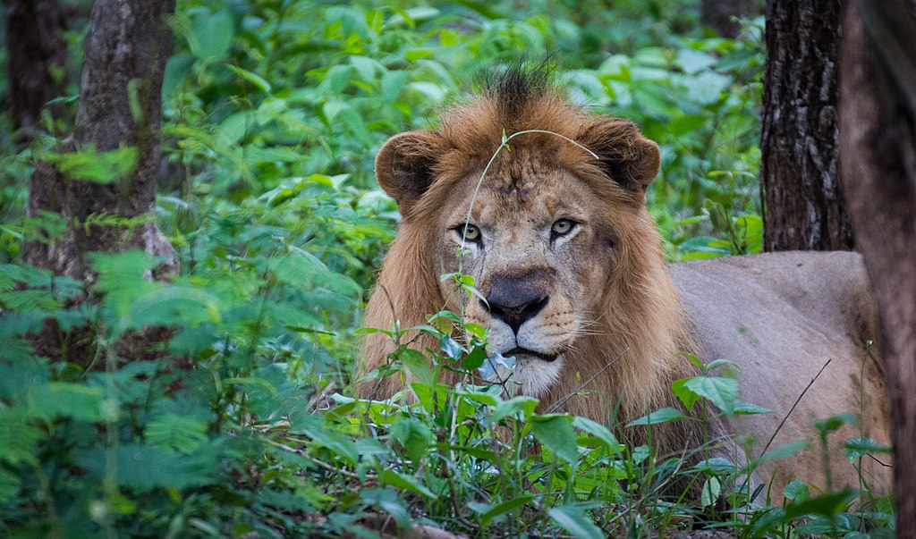 1024px-Indian_Lion_at_Tyavarekoppa_Tiger_and_Lion_Reserve,_Karnataka,_India.jpg