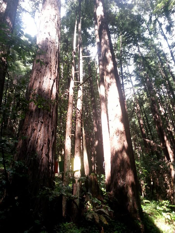 redwoods.jpg