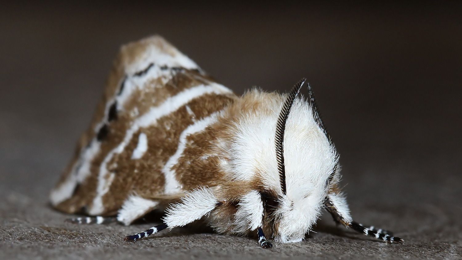 Insects Lepidoptera Lasiocampidae Porela subfasciata MV BY Tas 2018-01-26 n3.jpg