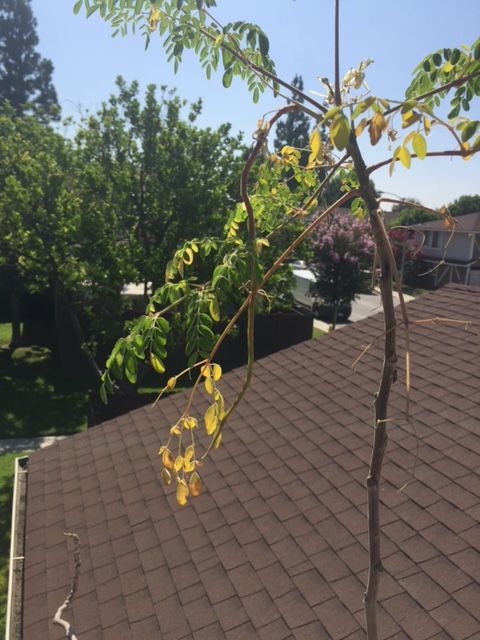 moringa 3.JPG
