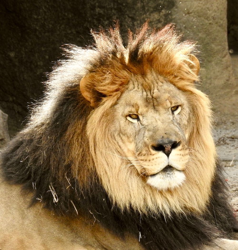 Lion Portrate.jpg