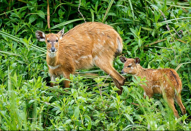 sitatunga.png