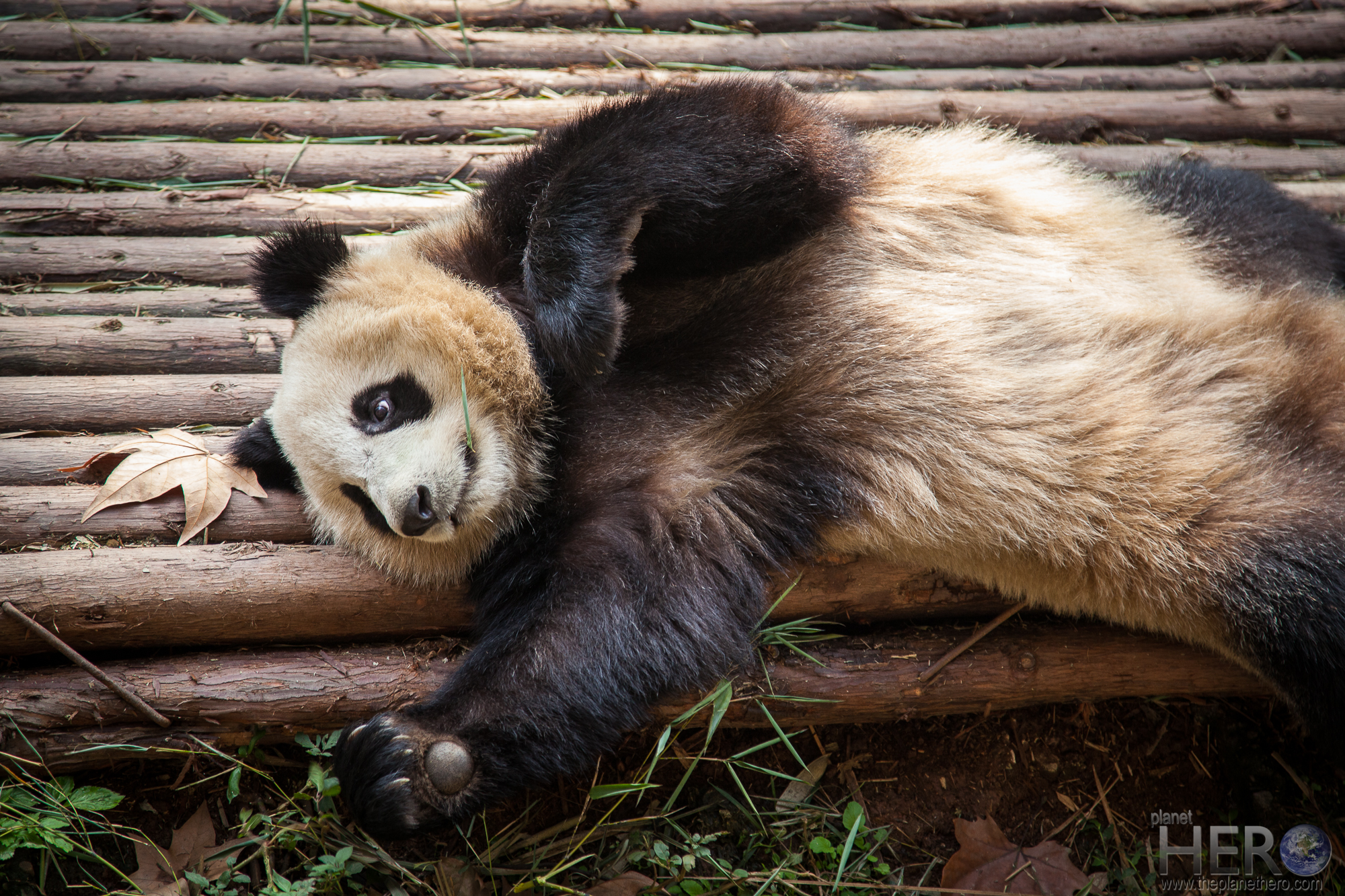 Chengdu-9240.jpg