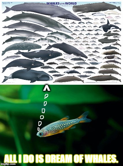 whale meme.jpg