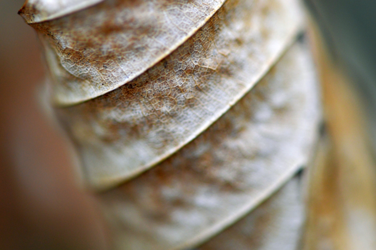 last years beech leaf dried and curled in epping.jpg