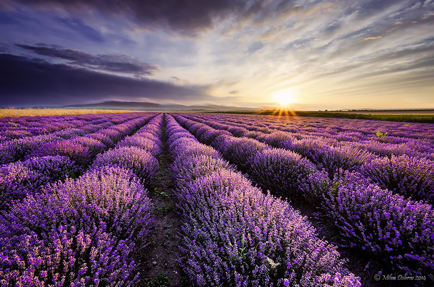 lavender-fields-harvesting-6.jpg