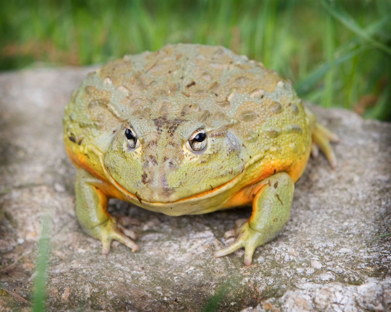 african-bullfrog.jpg