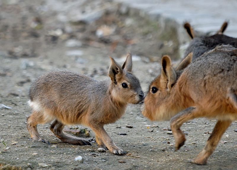 800px-Dolichotis_patagonum_sniff_JdP.jpg