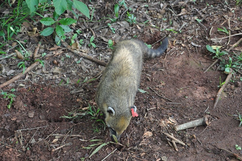 Coati in Iguacu falls.jpg