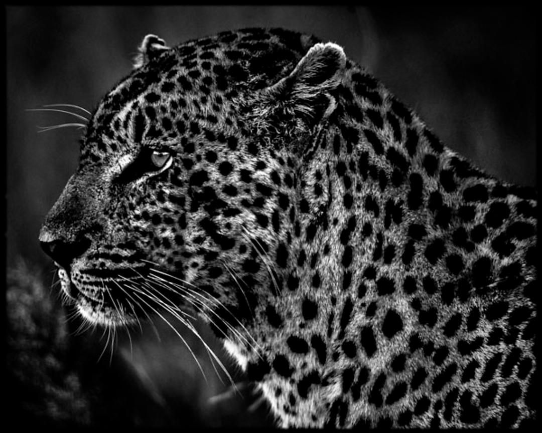 4417-Sleek_profile_of_a_leopard_South_Africa_2008_Laurent_Baheux_xgaplus.jpg