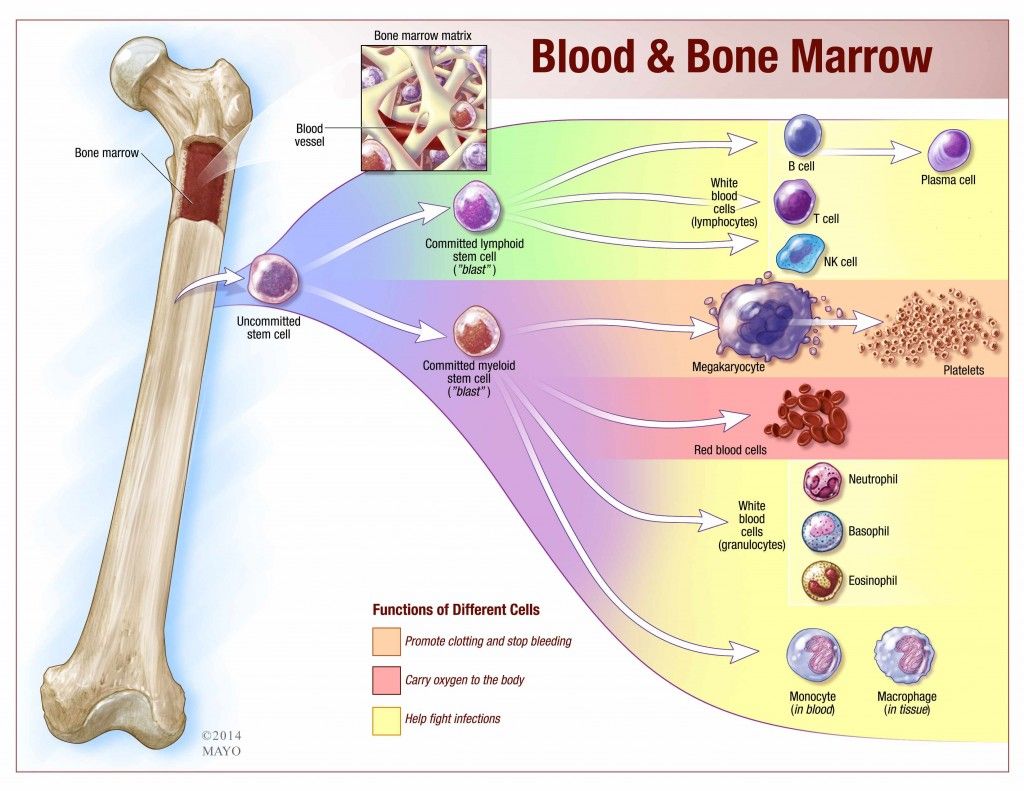 bone & blood.jpg