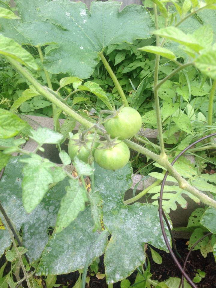 Tomatoe 1.jpg
