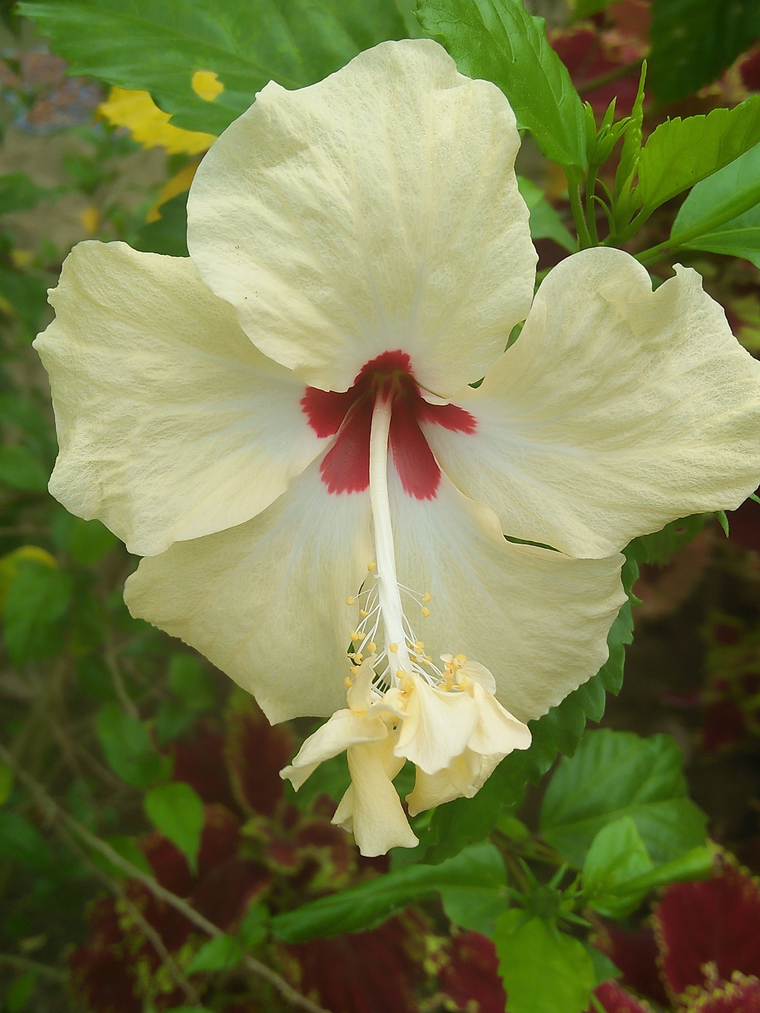 White Hibiscus Flower My Original Photography Bunga Kembang