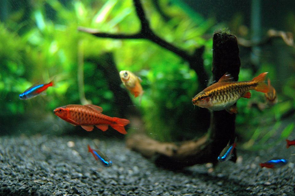 Tropicalfishaquarium-2755397010_fe96263f48_o-590aac545f9b586470c870ef.jpg