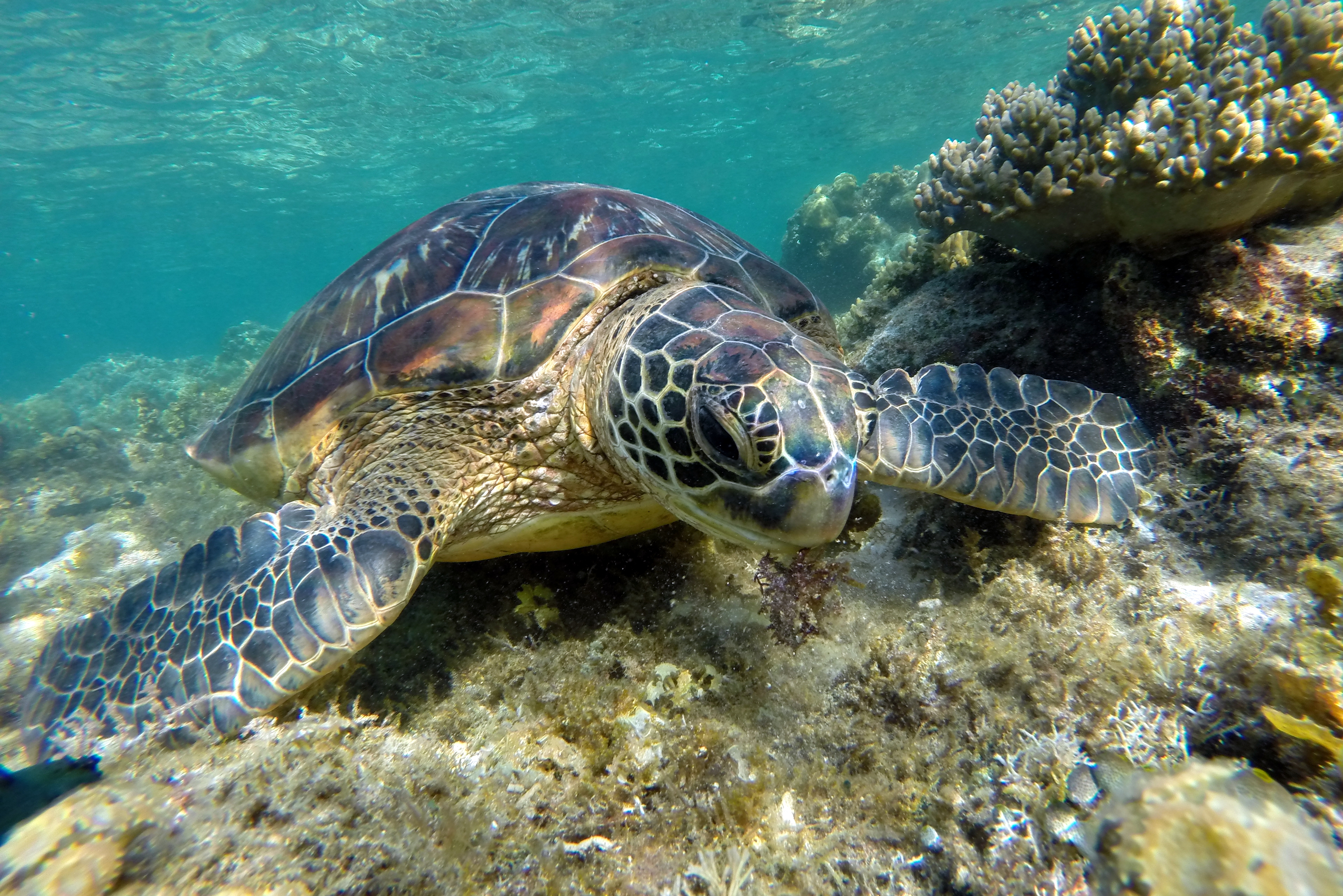 Tortue marine (1).JPG