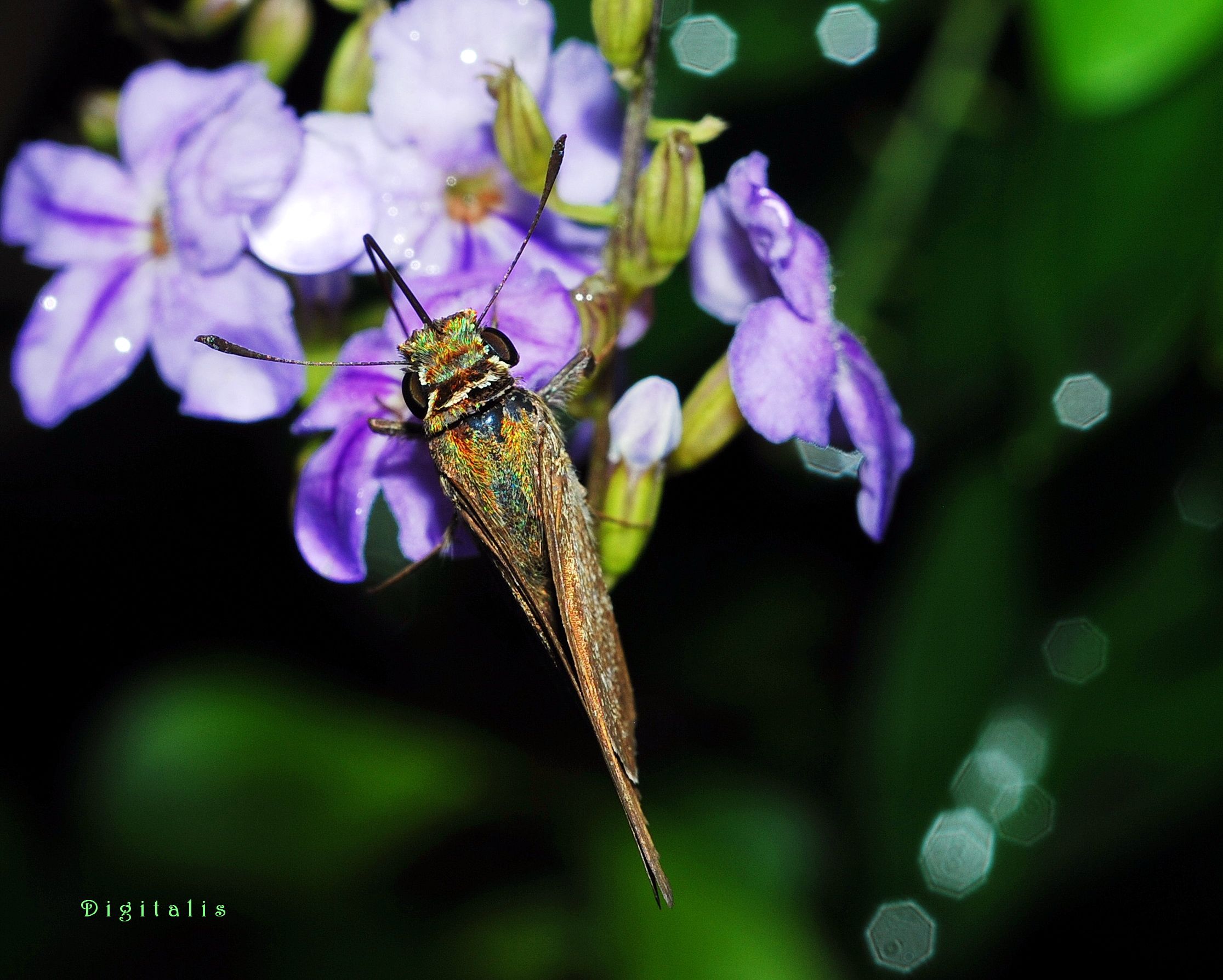 DSC_7861.JPG