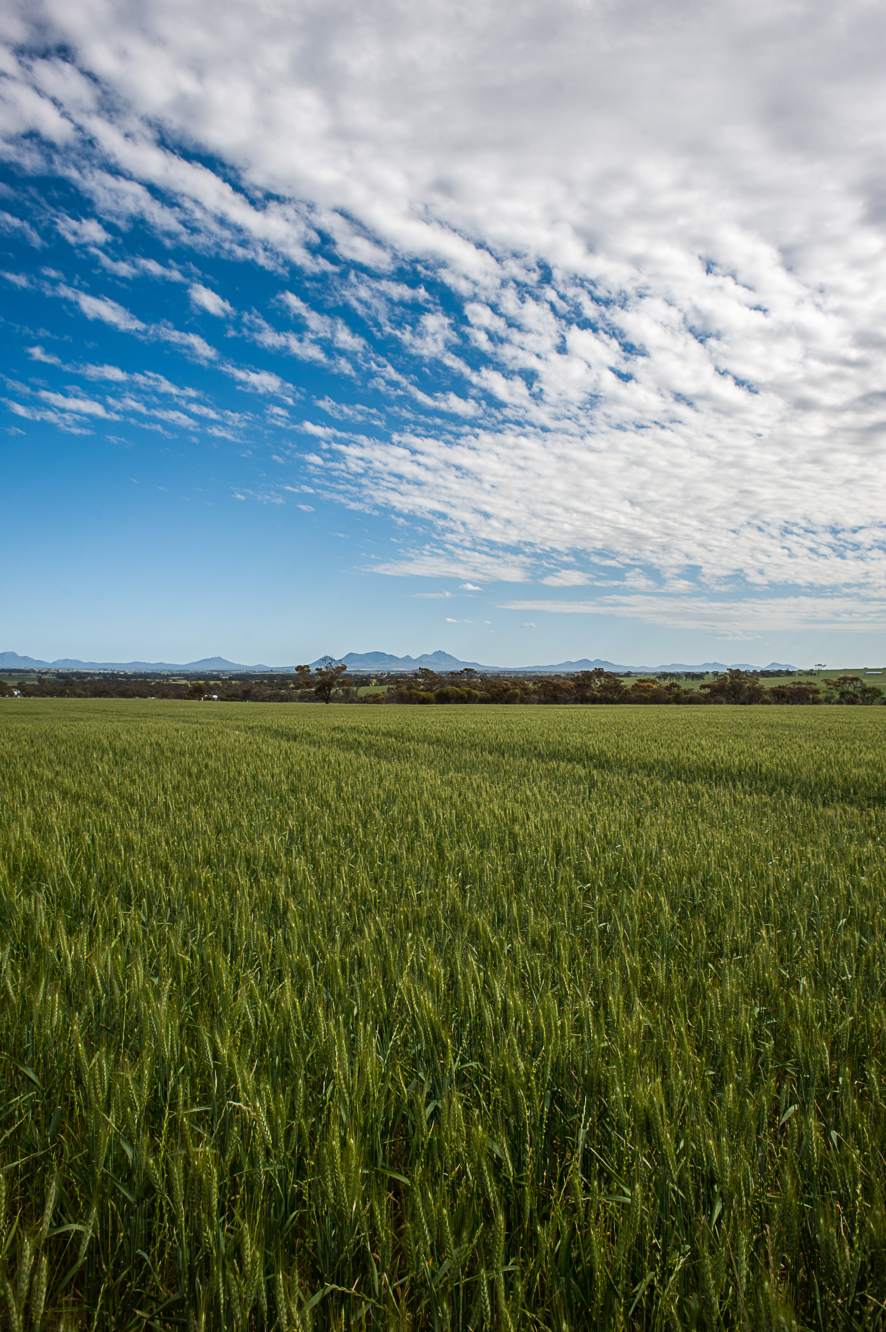 0033-2012-Stirling Ranges Field-_LND6363-Edit.jpg