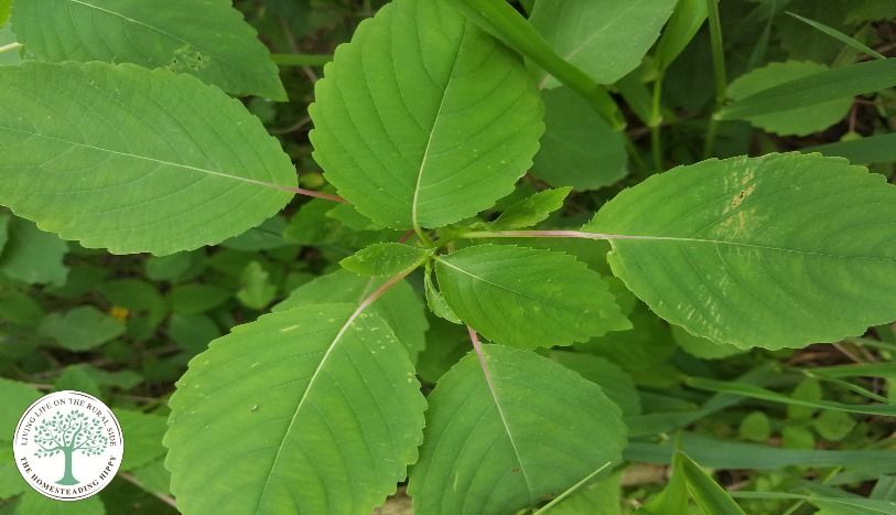 jewelweed leaves.jpg