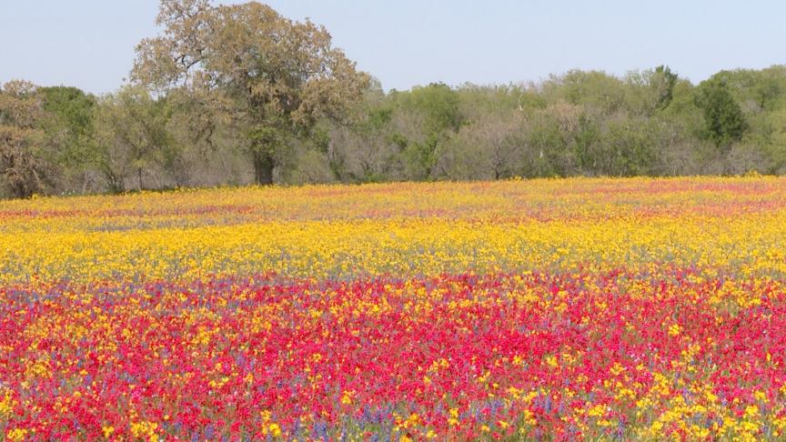 Field of Phlox.jpg