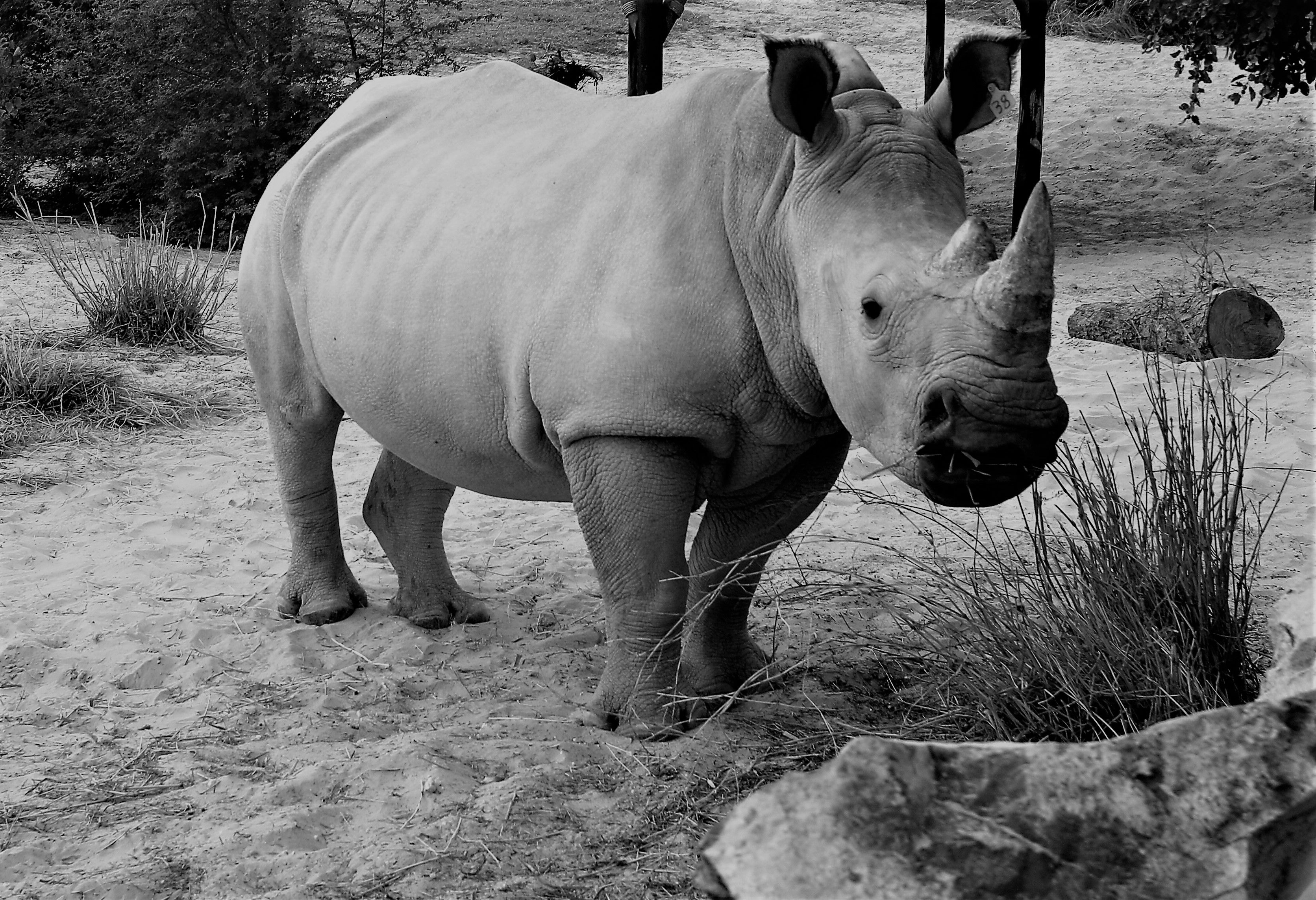 white rhino bull.jpg