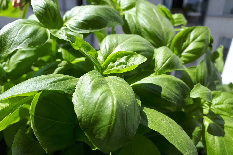 basil.jpg