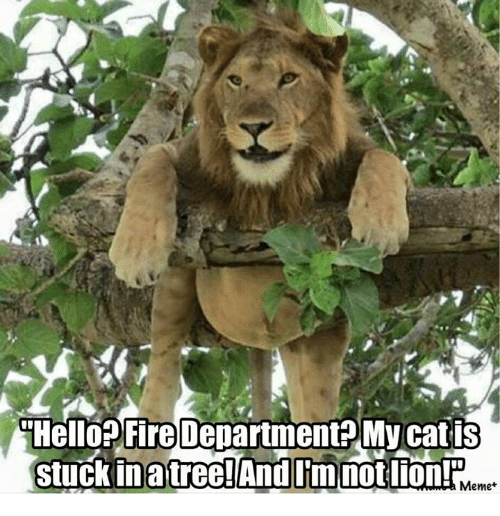 hello-fire-department-my-cat-is-stuck-in-a-tree-8701464.png
