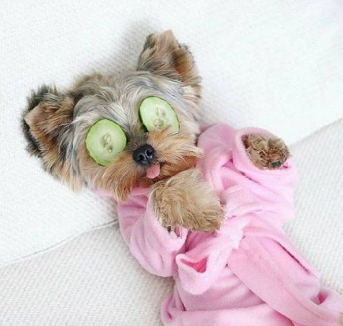 Little Puppys Spa Day — Steemit Little Puppys Spa Day — Steemit