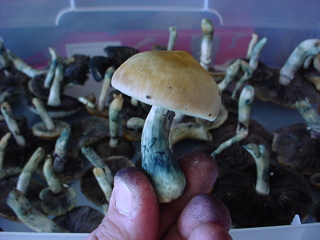 Mushroom25BruisingCubensis.jpg