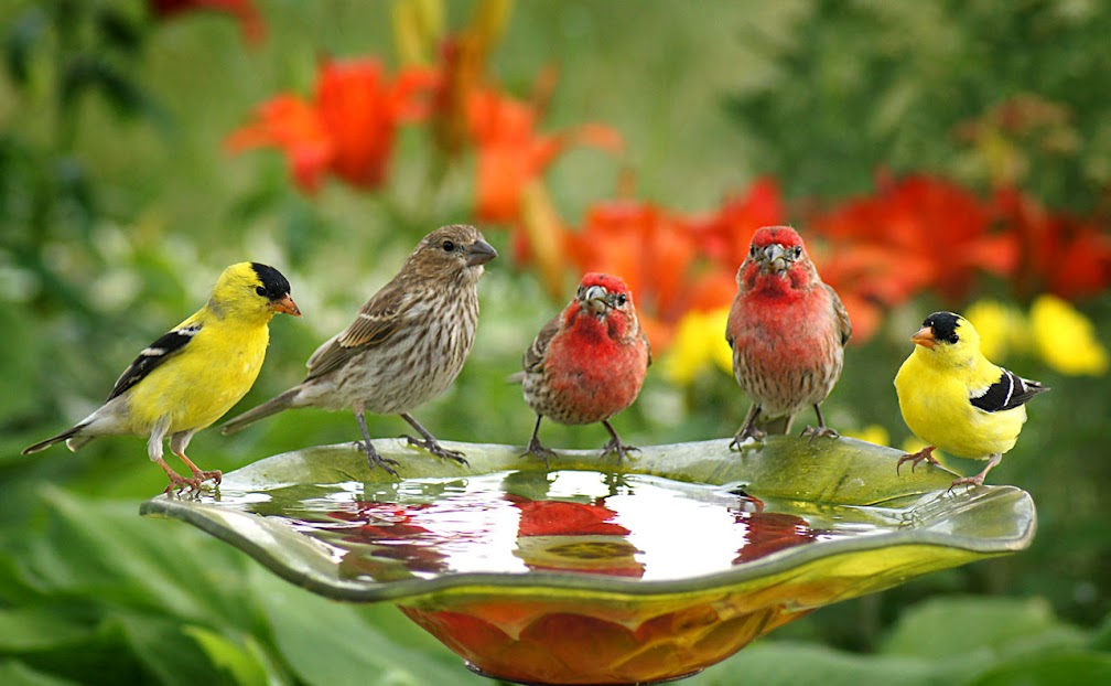 3892420-birds-picture.jpg