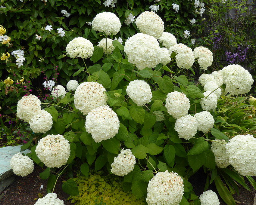 hydrangea_arborescens_annabelle_05.jpg