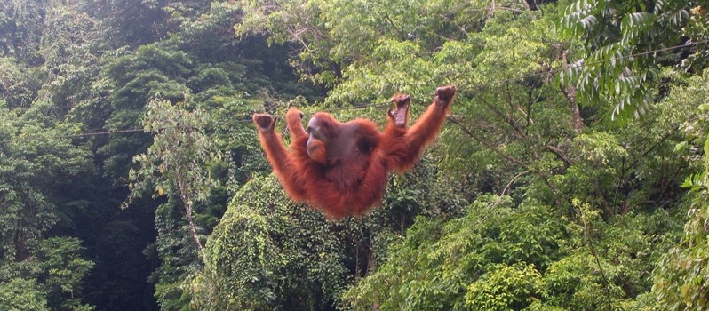 Orangutan-di-Bukit-Lawang-Taman-Nasional-Gunung-Leuser-small.jpg