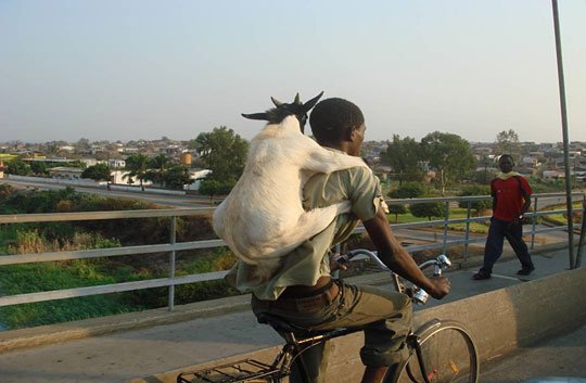 Funny-Goat-13.jpg