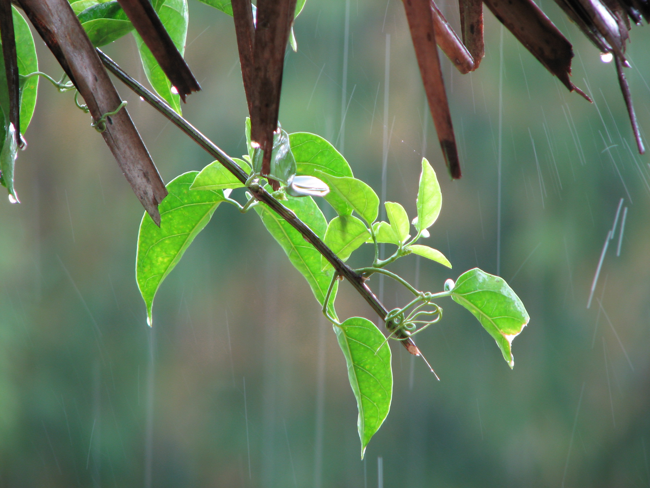 rain-on-green-leaves.jpg