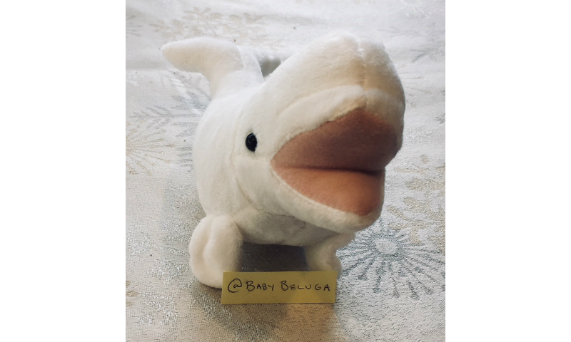 BabyBeluga_480_800.jpg