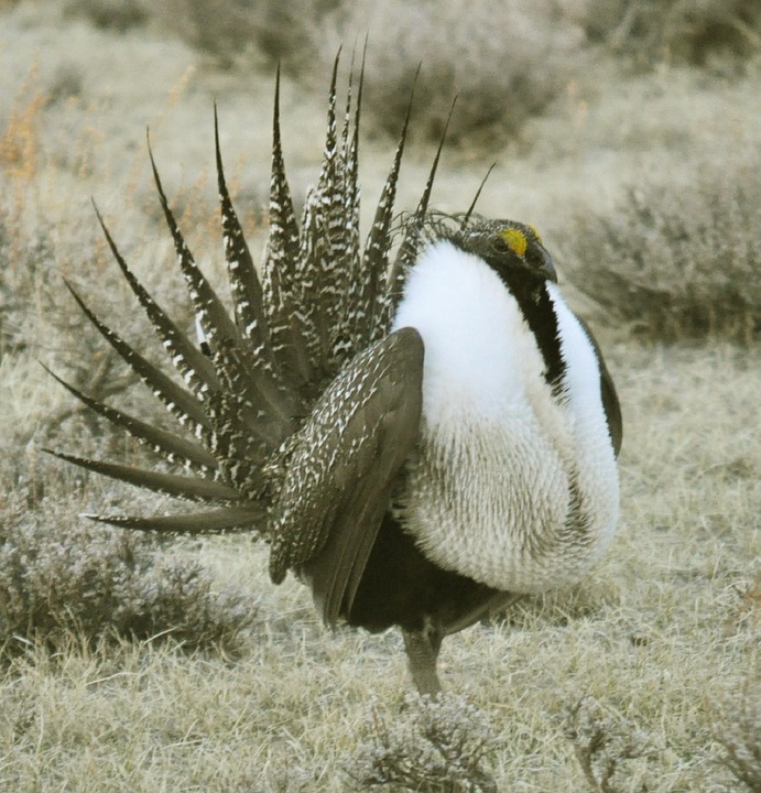 sage-grouse.jpg