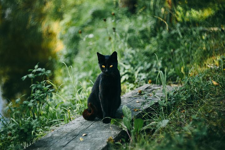 Filipino Cat 