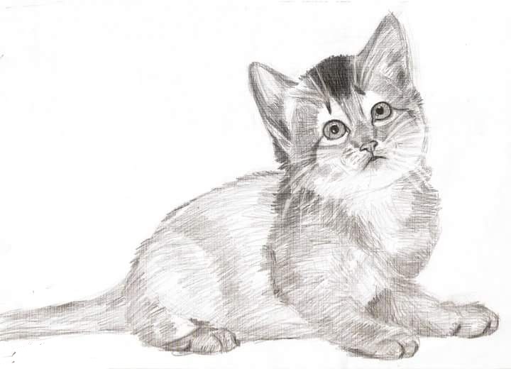 Melukis Gambar Lukisan  Kucing  Comel  KucingComel com