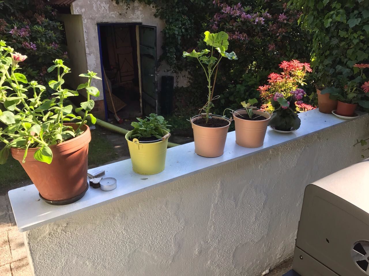 A series: Gardening time - strawberry harvest / Eine Serie: Zeit für